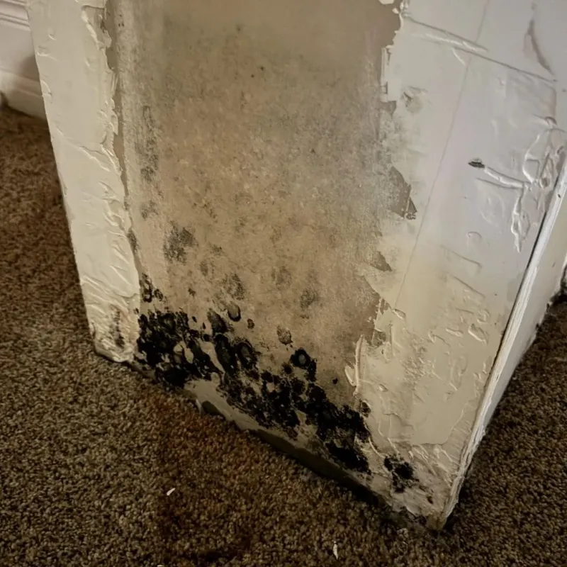 Professional Mold Removal in Waterloo, IN